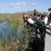 Alligatorenjagd am Anhinga-Trail