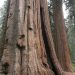 Sequoia Nat. Park: General Grant Grove