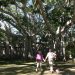 Banyan Tree im Edison Park Hist. District