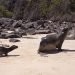 Galapagos-Seelöwen