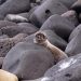 Galapagos-Seelöwen