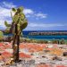 Isla Plaza Sur: Lavaplateau mit Baumopuntien und tiefroten Galapagos-Sesuvien