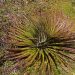 Cajas Nat. Park: Puya clava-herculis (Bromeliengewächs)