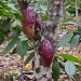 Besuch einer privaten Kakao-Plantage