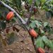Besuch einer privaten Kakao-Plantage