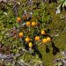 Cajas Nat. Park: Gentianella hirculus [Andentulpe (steht auf der roten Liste der bedrohten Pflanzen)]