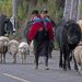 Viehtrieb am Chimborazo