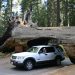 Sequoia Nat. Park: Tunnel Log