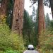 Sequoia Nat. Park