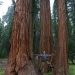 Sequoia Nat. Park: am Big Tree Trail