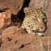 Okonjima Bush Camp: Leopard.