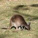 Graues Riesenkänguru (Macropus fuliginosus) im Yanchep Nat. Park