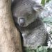 Koala im Caversham Wildlife Park