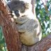 Koala im Yanchep Nat. Park