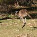 Graues Riesenkänguru (Macropus fuliginosus) im Yanchep Nat. Park