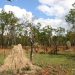 Kleine Tiere ganz groß: Termitenbau