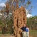 Kleine Tiere ganz groß: Termitenbau
