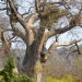 Baobab [Affenbrotbaum (Adansonia digitata)]