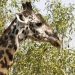 Massaigiraffe (Giraffa camelopardis tippelskirchi)