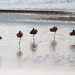 Roas Flamingo (Phoenicopterus roseus)