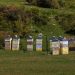 Bienenstöcke an der Mt. Cook Road (Hwy. 80)