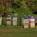 Bienenstöcke an der Mt. Cook Road (Hwy. 80)