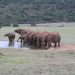 Addo Elephant Nat. Park: Elefanten am Wasserloch
