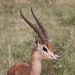 Amboseli Nat. Park: Grant Gazelle