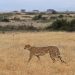 Amboseli Nat. Park: Gepard ("Cheetah")
