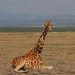 Amboseli Nat. Park: Giraffen Stand Up (1)