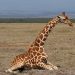 Amboseli Nat. Park: Giraffen Stand Up (2)