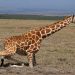 Amboseli Nat. Park: Giraffen Stand Up (3)