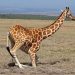 Amboseli Nat. Park: Giraffen Stand Up (4)