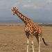Amboseli Nat. Park: Giraffen Stand Up (5)