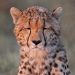 Governors Camp: Gepard ("Cheetah")