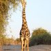 Chobe Nat. Park: Giraffe