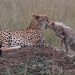 Governors Camp: Gepard ("Cheetah")