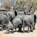 Chobe Nat. Park: Elefanten am Chobe River