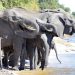 Chobe Nat. Park: Elefanten am Chobe River