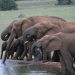 Addo Elephant Nat. Park: Elefanten am Wasserloch