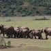 Addo Elephant Nat. Park: Elefanten auf dem Rückweg