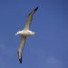 Otago Peninsula: Albatros über dem Royal Albatros Centre