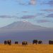 Amboseli Nat. Park: Blick auf den Kilimanjaro