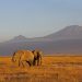 Amboseli Nat. Park: Blick auf den Kilimanjaro