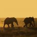 Amboseli Nat. Park: Sundowner