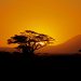 Amboseli Nat. Park: Sundowner