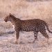 Savuti Camp Linyanti: Gepard ("Cheetah")