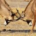 Savuti Camp Linyanti: Roan Antilope
