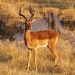 Moremi Game Reserve: Impala