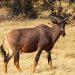 Moremi Game Reserve: Tsessebe Antilope